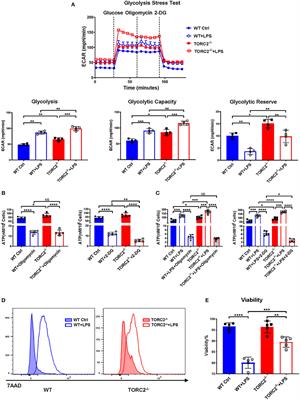 mTORC2 Deficiency Alters the Metabolic Profile of Conventional Dendritic Cells